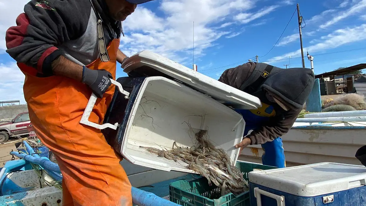 -La pesca del camarón no ha sido lo esperado, debido al precio, aunque en volumen no ha sido del todo mala VF (2)